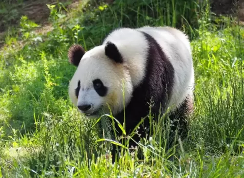 Panda Qin Yun 8