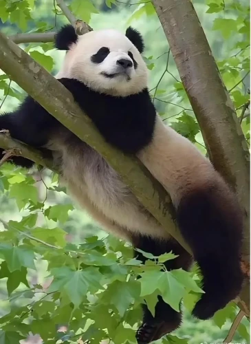 Panda Qing Bao 1