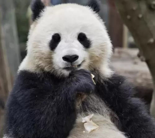 Panda Qing Bao 19