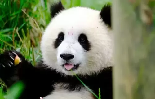 Panda Qing Bao 4