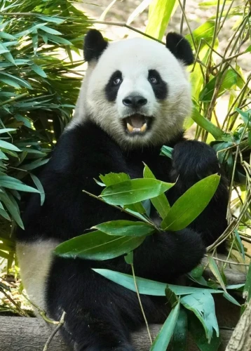 Panda Qing Da 11