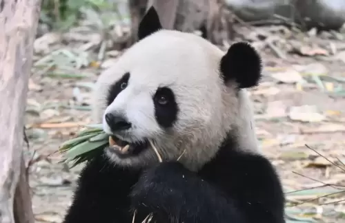 Panda Qing Da 3