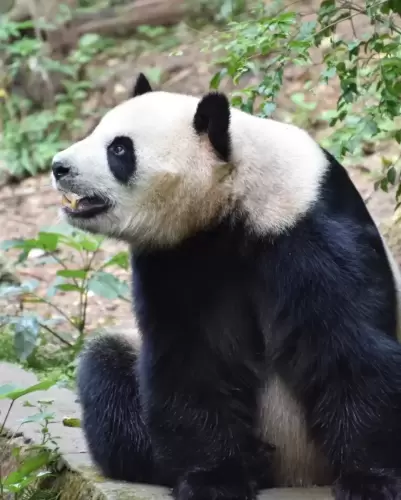 Panda Qing Da 4