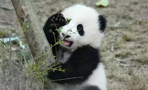 Panda Qing Da 8
