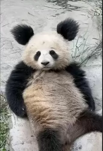Panda Qing Hua 1