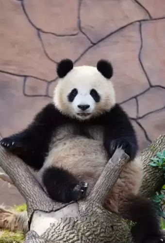 Panda Qing Hua 10