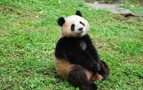 Panda Qing Hua 13