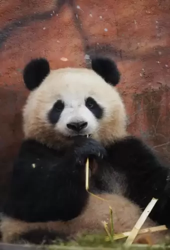 Panda Qing Hua 8