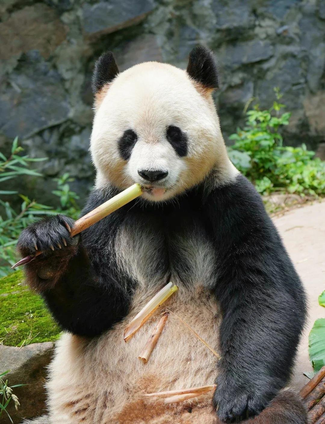 Panda Qing Qing 1