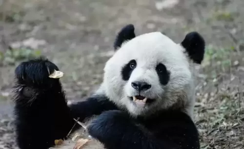Panda Qing Qing 10