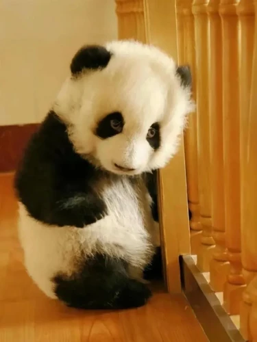 Panda Qing Qing 2007 1