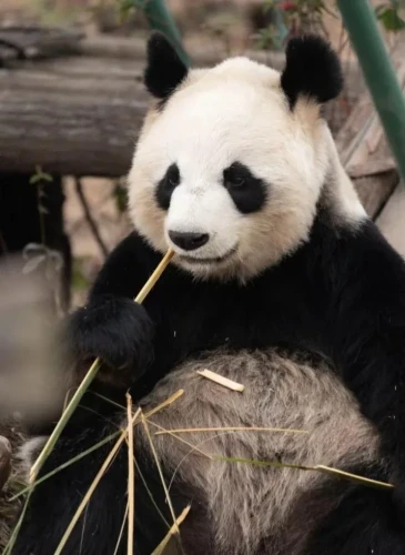 Panda Qing Qing 2007 2