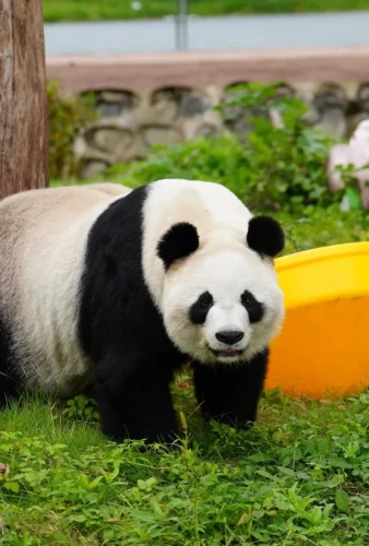 Panda Qing Qing 2007 3