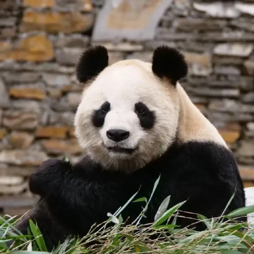 Panda Qing Qing 2007 4