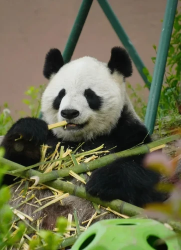 Panda Qing Qing 2007 5
