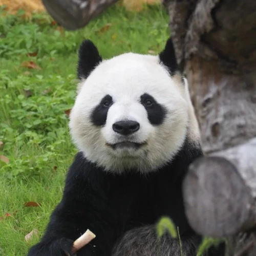 Panda Qing Qing 2007 6