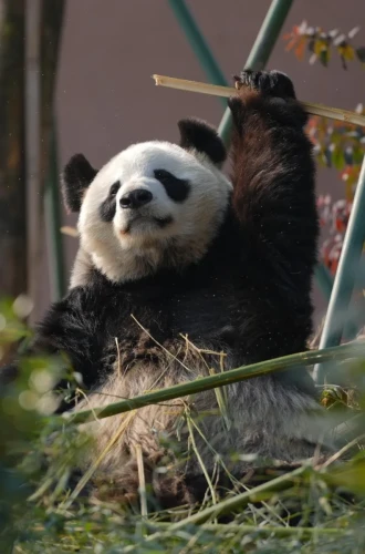 Panda Qing Qing 2007 7