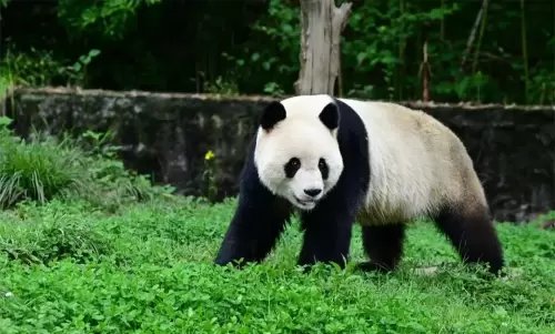 Panda Qing Qing 7
