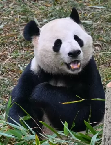 Panda Qing Xiao 8