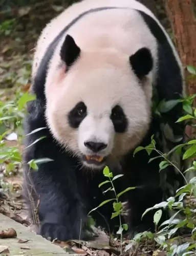 Panda Qing Xiao 9
