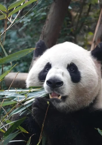 Panda Re Gan Mian 11