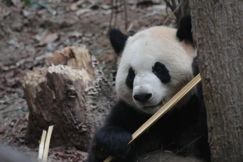 Panda Re Gan Mian 12