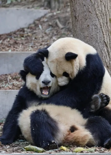 Panda Re Gan Mian 13