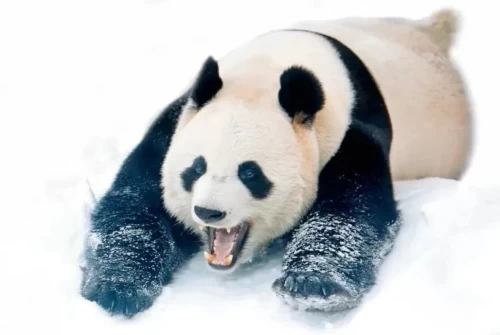 Panda Ru Yi 7