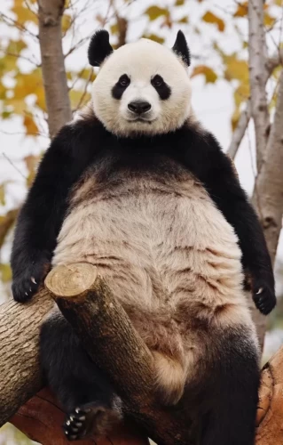 Panda Shen Shen 5