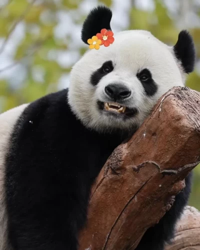 Panda Shen Shen 7