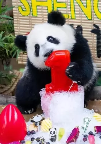 Panda Sheng Yi 10