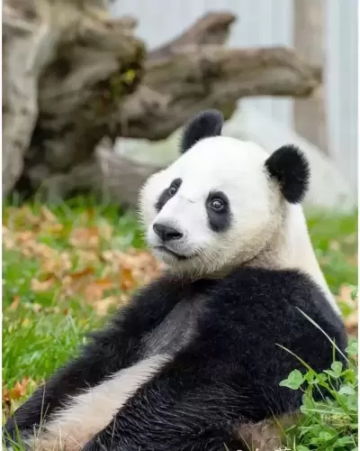Panda Sheng Yi 19