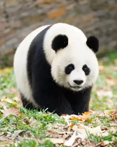 Panda Shu Chang 1