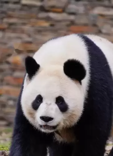 Panda Shu Chang 2