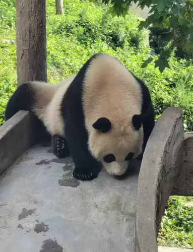 Panda Shu Chang 3