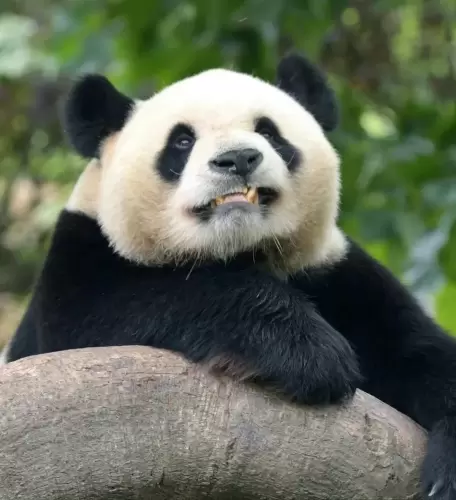 Panda Shu Chang 5