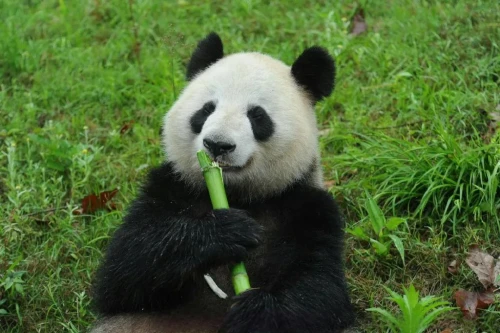 Panda Shu Lan 3