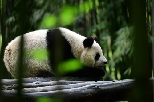 Panda Shu Lan 5