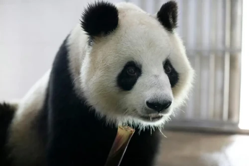 Panda Shu Lan 6