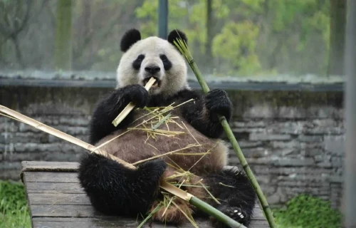 Panda Shu Lan 7