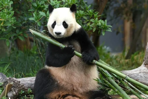 Panda Shuang Hao 7