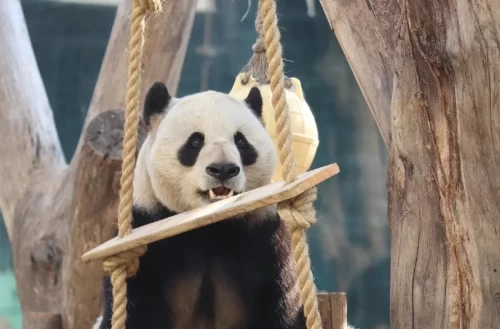 Panda Shuang Xiong 1