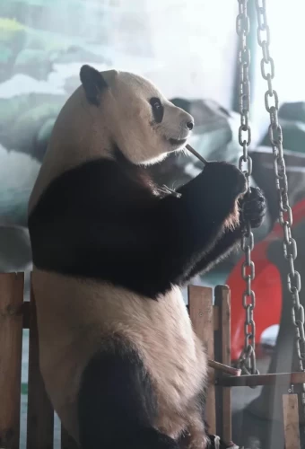 Panda Shuang Xiong 11