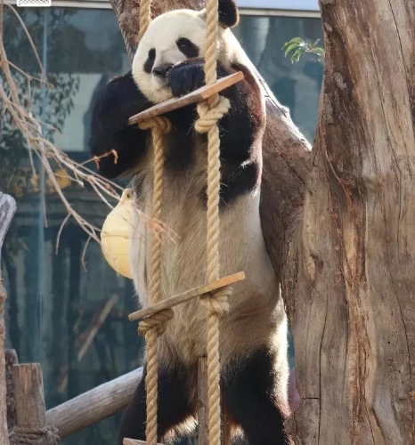 Panda Shuang Xiong 2