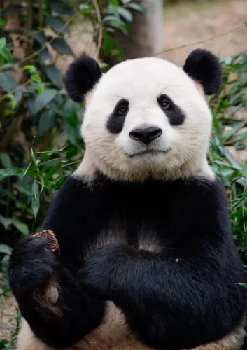 Panda Shuang Xiong 3