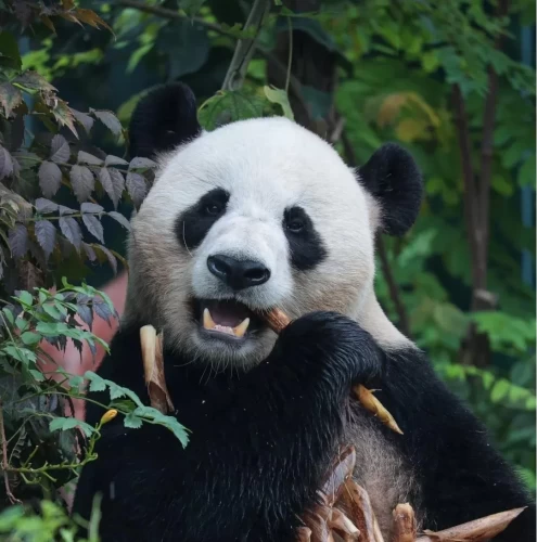 Panda Shuang Xiong 5