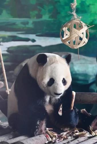 Panda Shuang Xiong 7