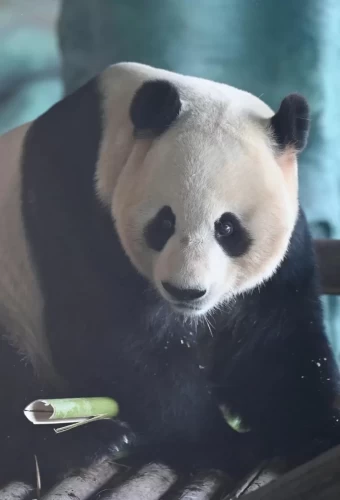 Panda Shuang Xiong 8