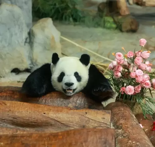 Panda Shun Shun 14