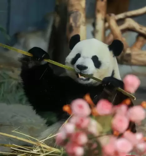 Panda Shun Shun 15